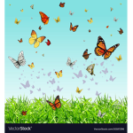 Unique butterfly’s
