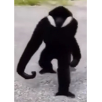 Cat venom