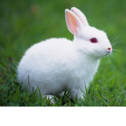 Bunny con
