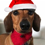 Dog Berets