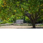 Village hidden in the Oranges