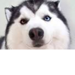 Husky_Pokemon3 Studios