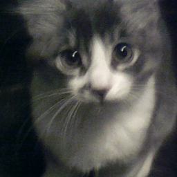 ultra renewed