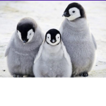 Penguin Group for penguin