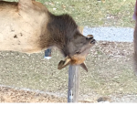 Elk hunters
