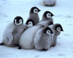 Penguin Lover Group!