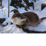 Otters Country