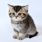 sunrise beach group