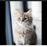 Cat fan groupopppppppppppp