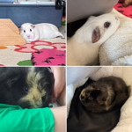 Guinea pig fan house