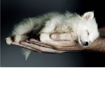 Forgotten worlds wolf
