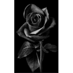 Dark Rose's Group