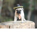 puggy empire