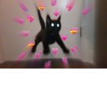 The Asher cat group