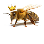 Honey Beez Official