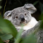 Kooky Koala’s Group Thumbnail