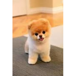 YouTube channel doge gang