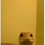 Epic Lizard Gang