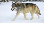The WolfDen