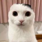 Luca boo