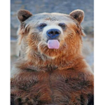 FUNNYBEAR
