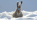 Rabbits cool Club