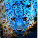 BLUE LEOPARD STORE!!!!
