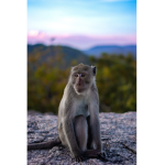 Monkey my fav 2211