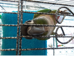 Birb Forever
