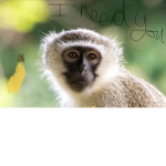 MONKEY LIFE KINGDOM