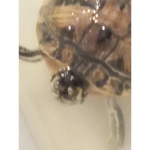 I_LUV_TURTLES