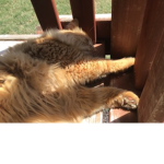 Thunder loof