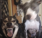 sillywillybillys