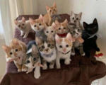 Purrrfect Pals