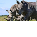 Team_Rhino_Squad