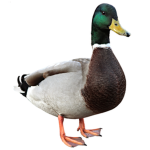 DuckLifeForever:)