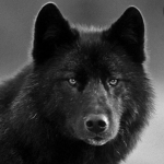Woof Wolf