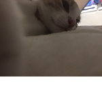 emiloc