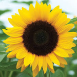 ~Sunflowerx~