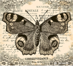 ellie's butterflies