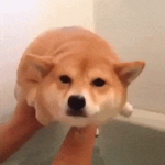BETA DOGE