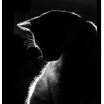 Shadowy Meows