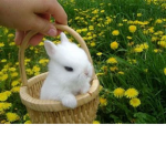Rabbits <3