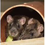 The RaTs GrOuP :3