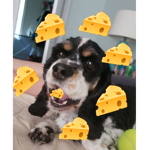 CheeseCanines