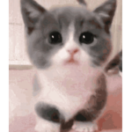 Hello groupmeow