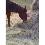 Stop Horse Slaughter/Protest Program