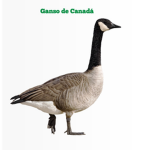 G a n s o