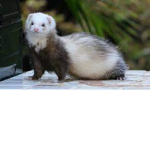Ferret cuteness