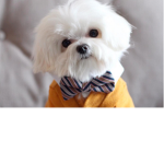 DOG OWNERS OF ROBLOX